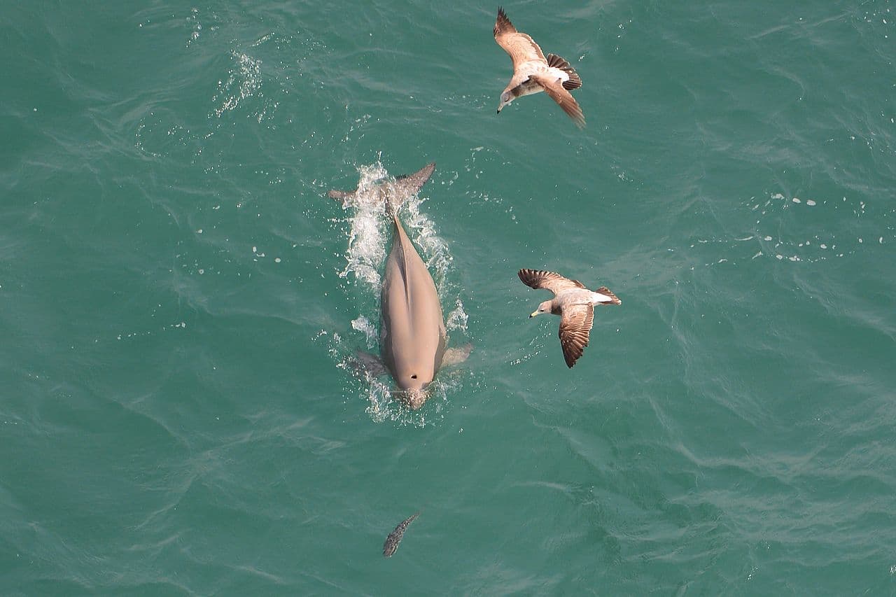 Jangsaengpo Whale Village