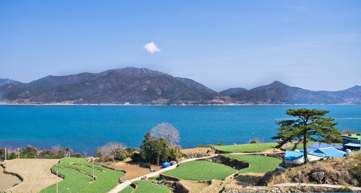 Namhae Garlic Fields