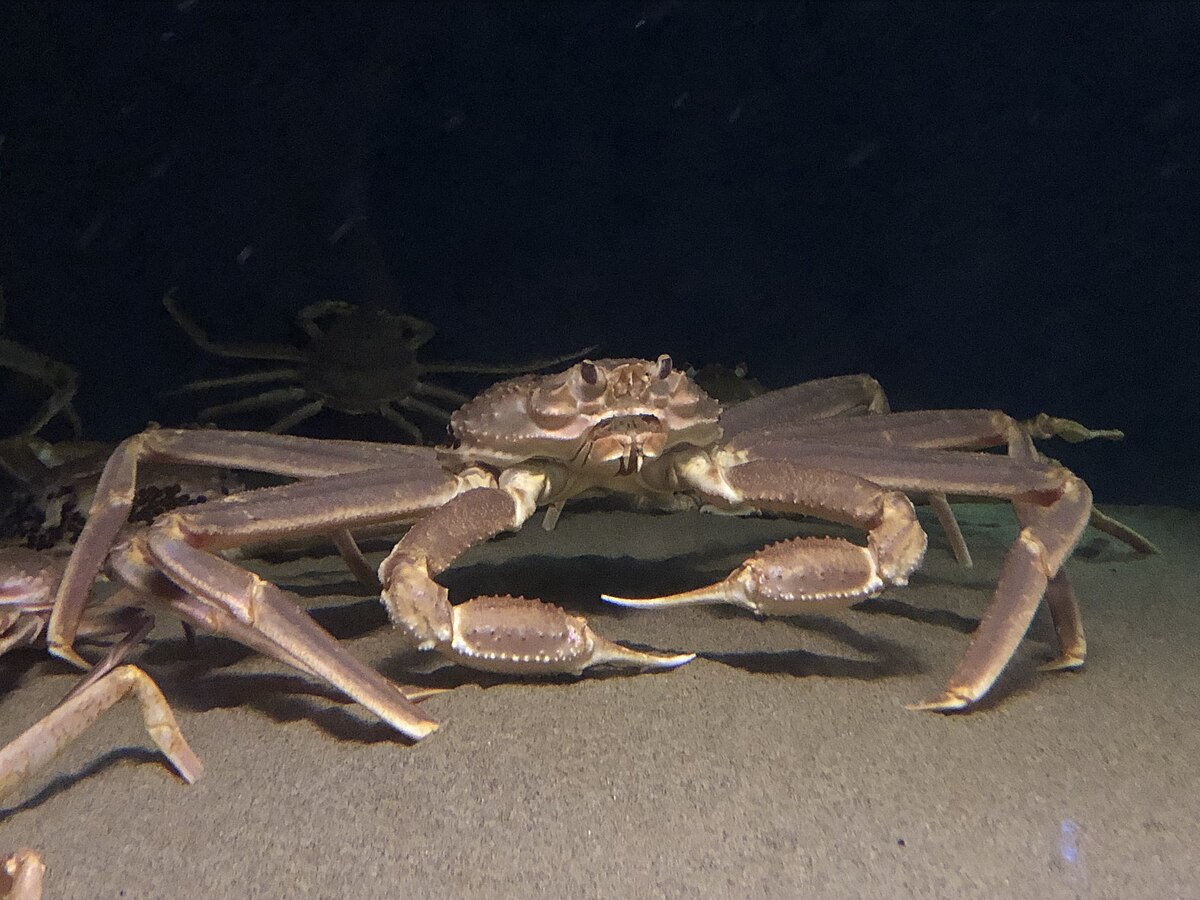 대게