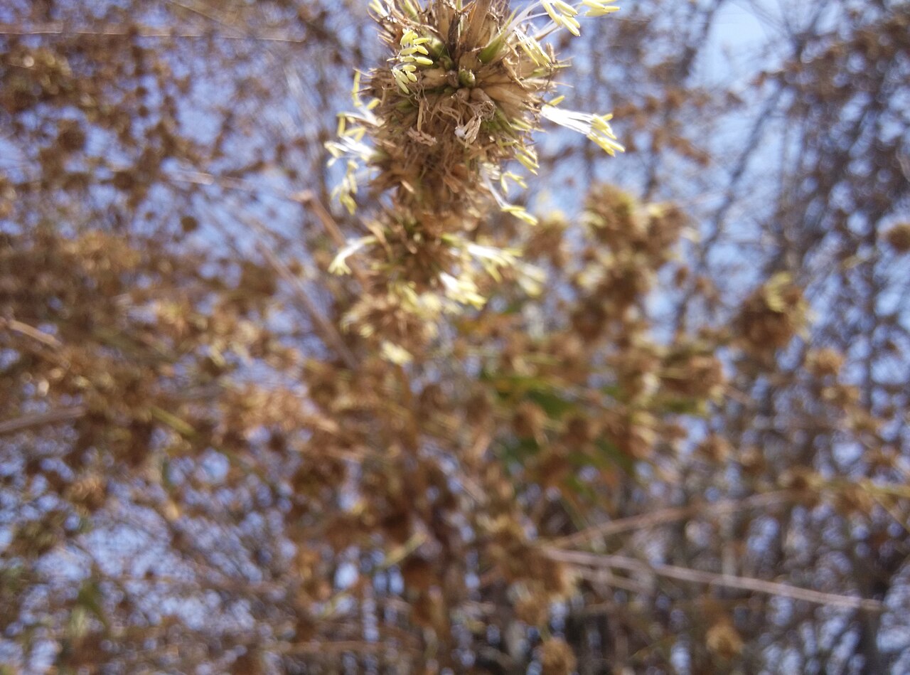 대통밥